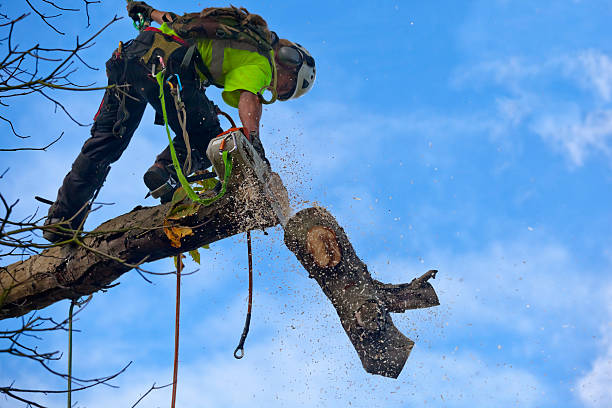 Best Lawn Dethatching  in USA